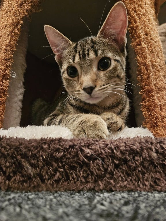 Willow (aka Woody) Image