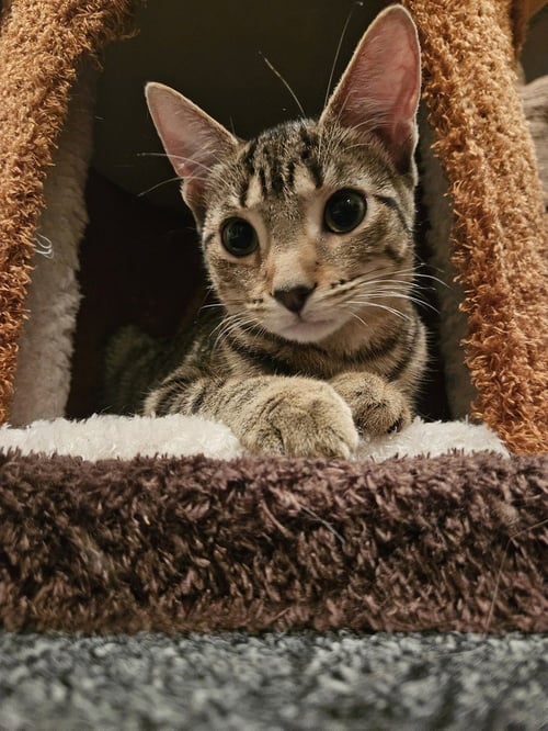 WILLOW (AKA WOODY)