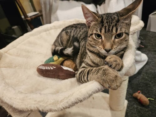 WILLOW (AKA WOODY) - Domestic Short Hair / American Shorthair available for adoption