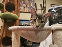 Willow (aka Woody) - Photo 3