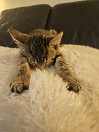 Willow (aka Woody) - Photo 4