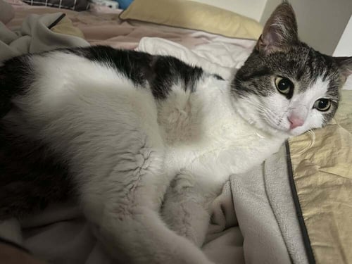 TEDDY - Domestic Short Hair available for adoption