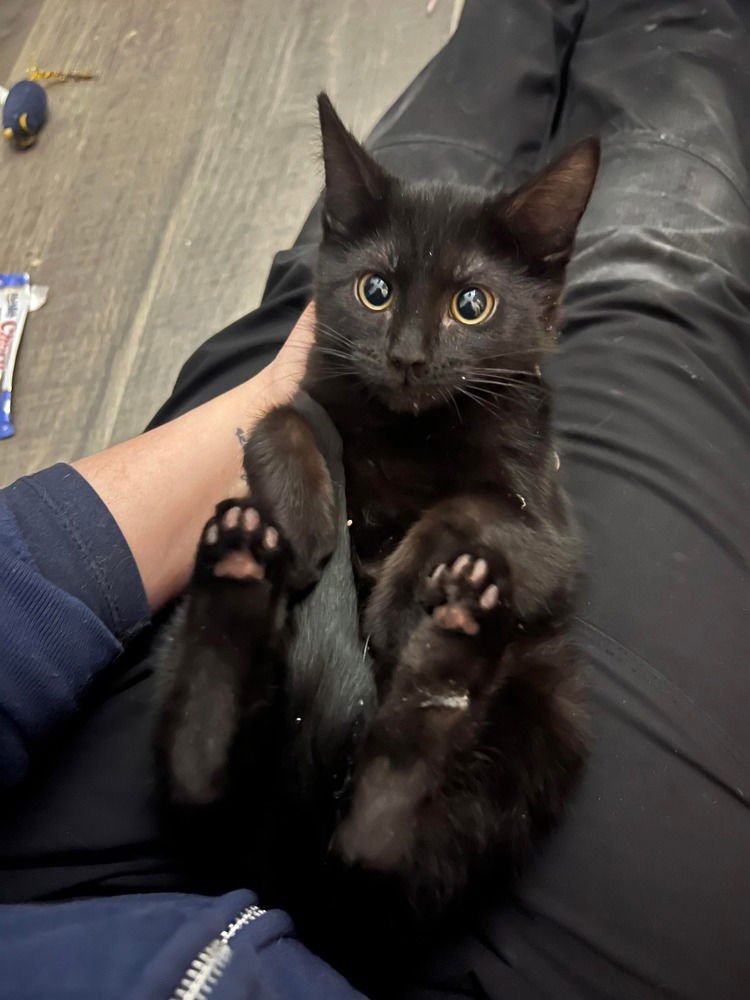 Toothless - Photo 3
