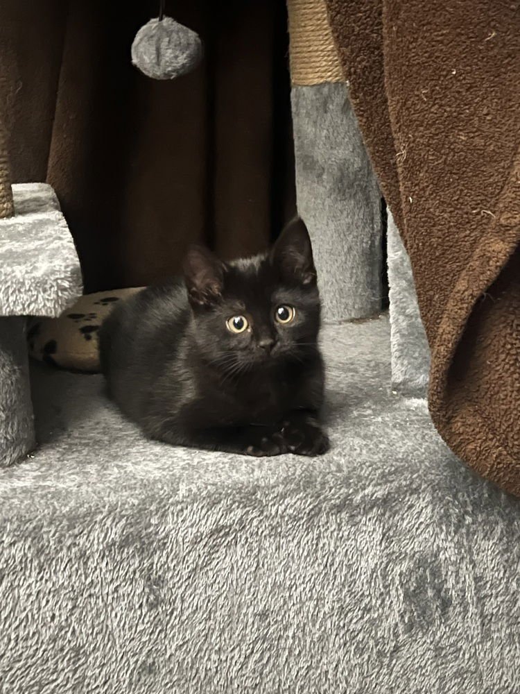 Toothless - Photo 4