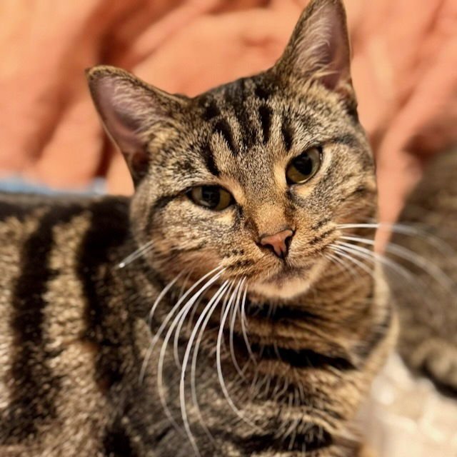 MINA - Domestic Short Hair available for adoption