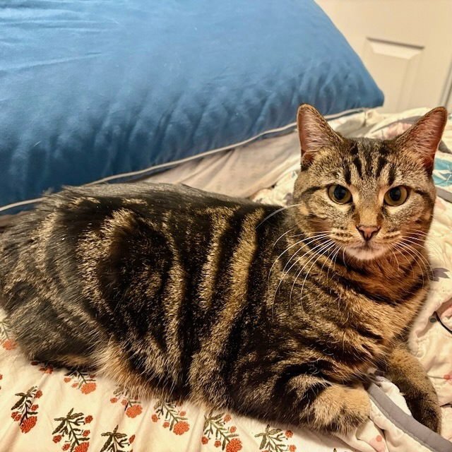 MINA - Domestic Short Hair available for adoption