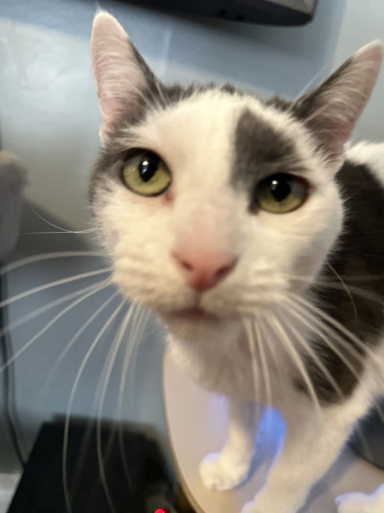 JACE - Domestic Short Hair available for adoption