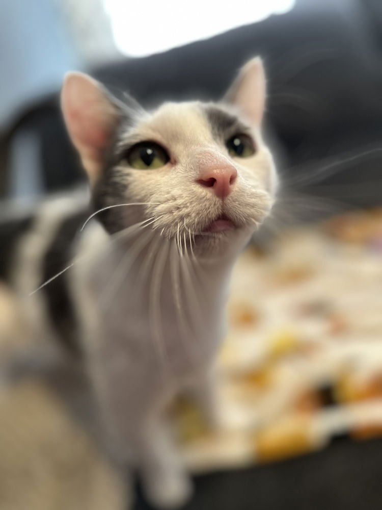 JACE - Domestic Short Hair available for adoption