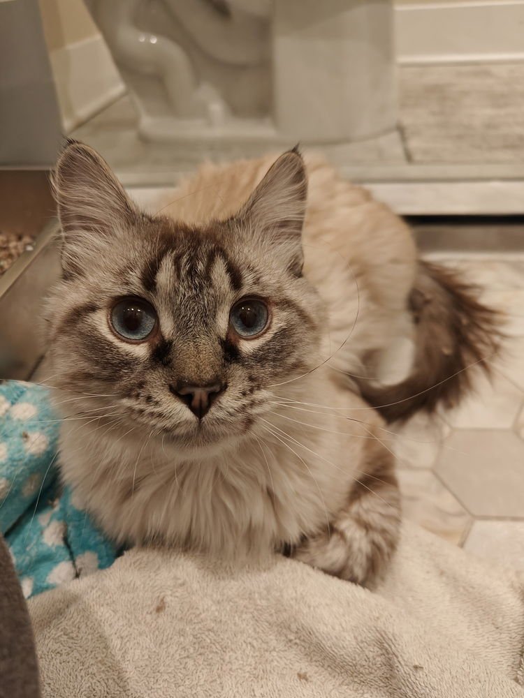 BARKEEP (FKA PUFF BALL) - Siamese available for adoption