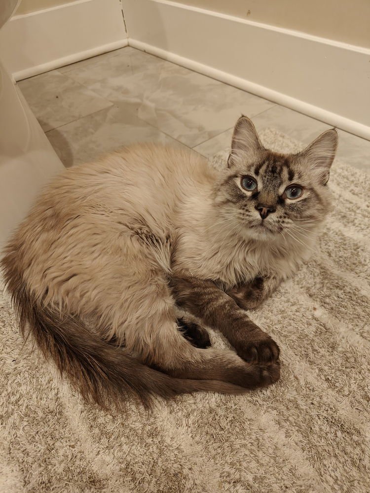 BARKEEP (FKA PUFF BALL) - Siamese available for adoption