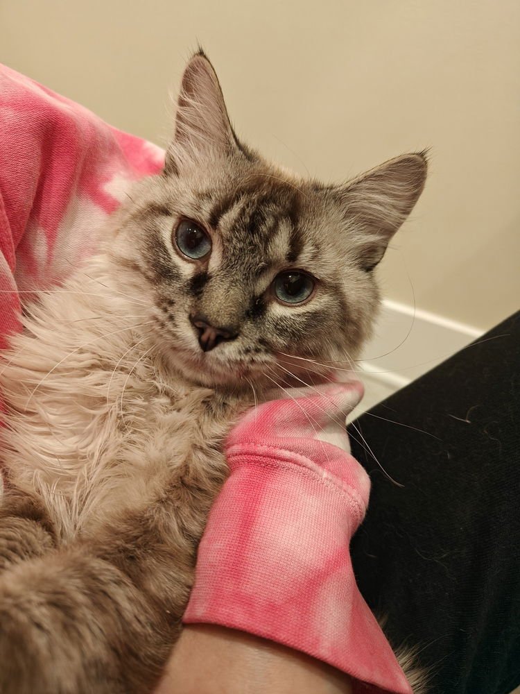 Barkeep (Fka Puff Ball) - Photo 3