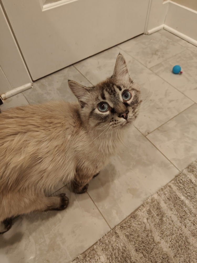 Barkeep (Fka Puff Ball) - Photo 4