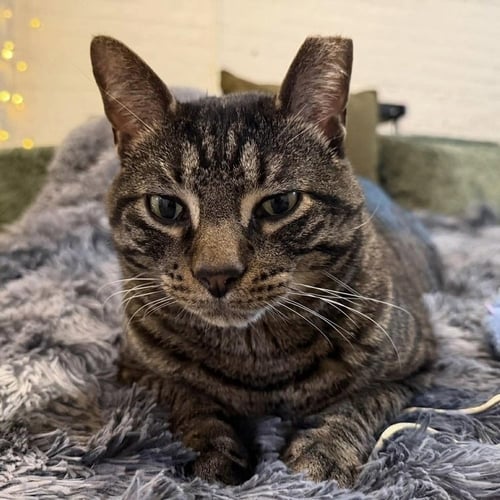 MELLOW (AKA BUTTER) - Domestic Short Hair available for adoption
