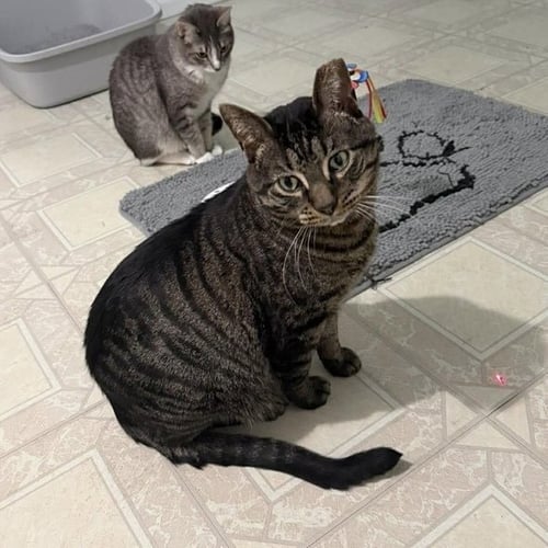 MELLOW (AKA BUTTER) - Domestic Short Hair available for adoption