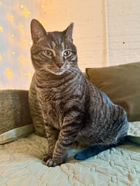 Mellow (aka Butter) - Photo 3