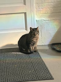 Mellow (aka Butter) - Photo 4