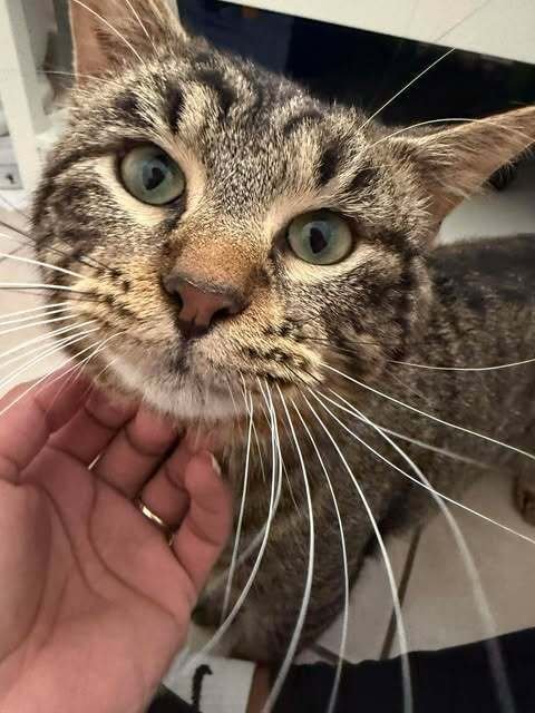 LEO - Domestic Short Hair available for adoption