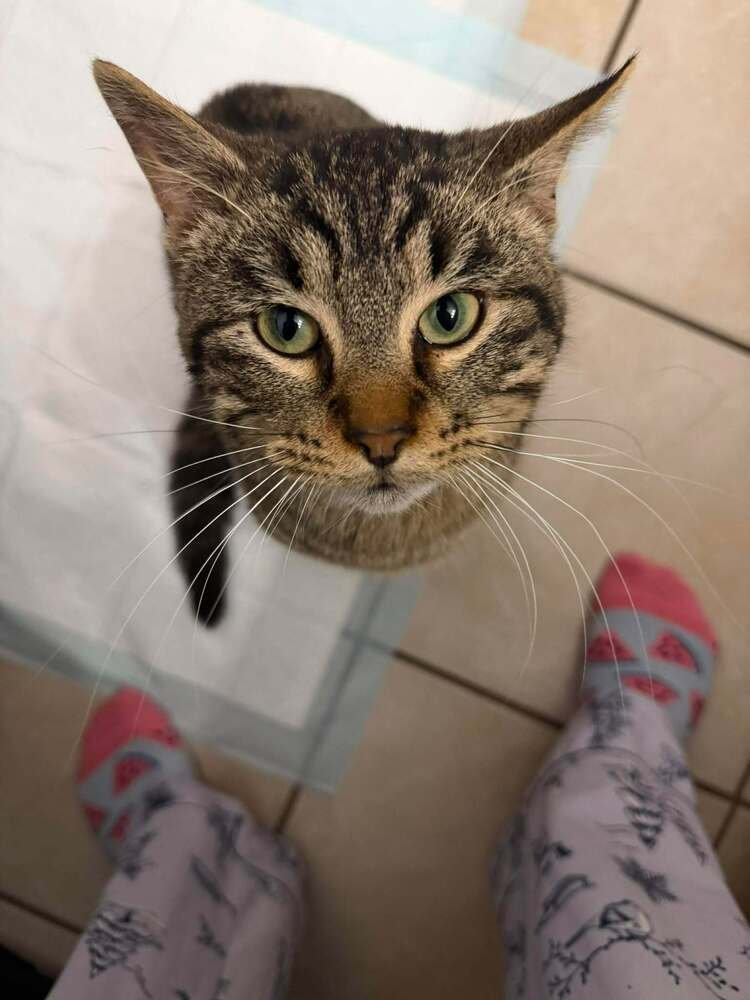 LEO - Domestic Short Hair available for adoption