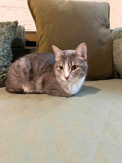 LEAH - Domestic Short Hair available for adoption