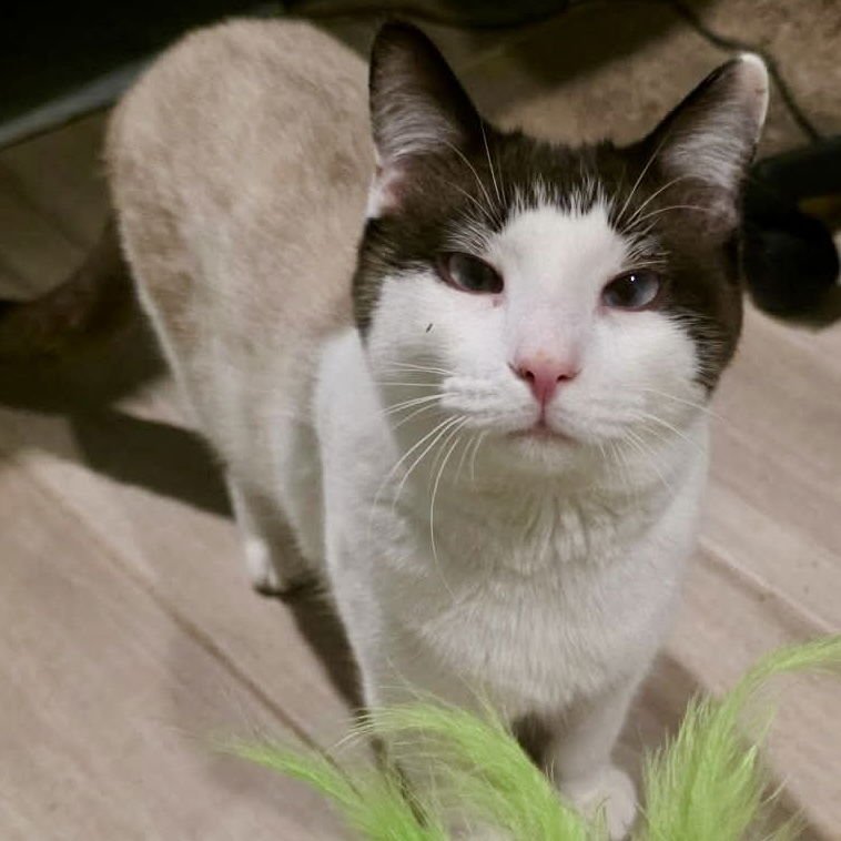 MEISU (AKA TAUNUS) - Snowshoe / Siamese available for adoption