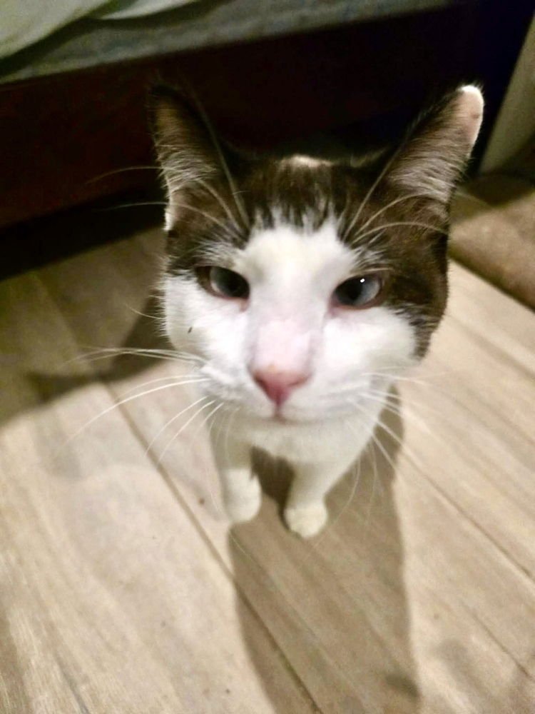 MEISU (AKA TAUNUS) - Snowshoe / Siamese available for adoption