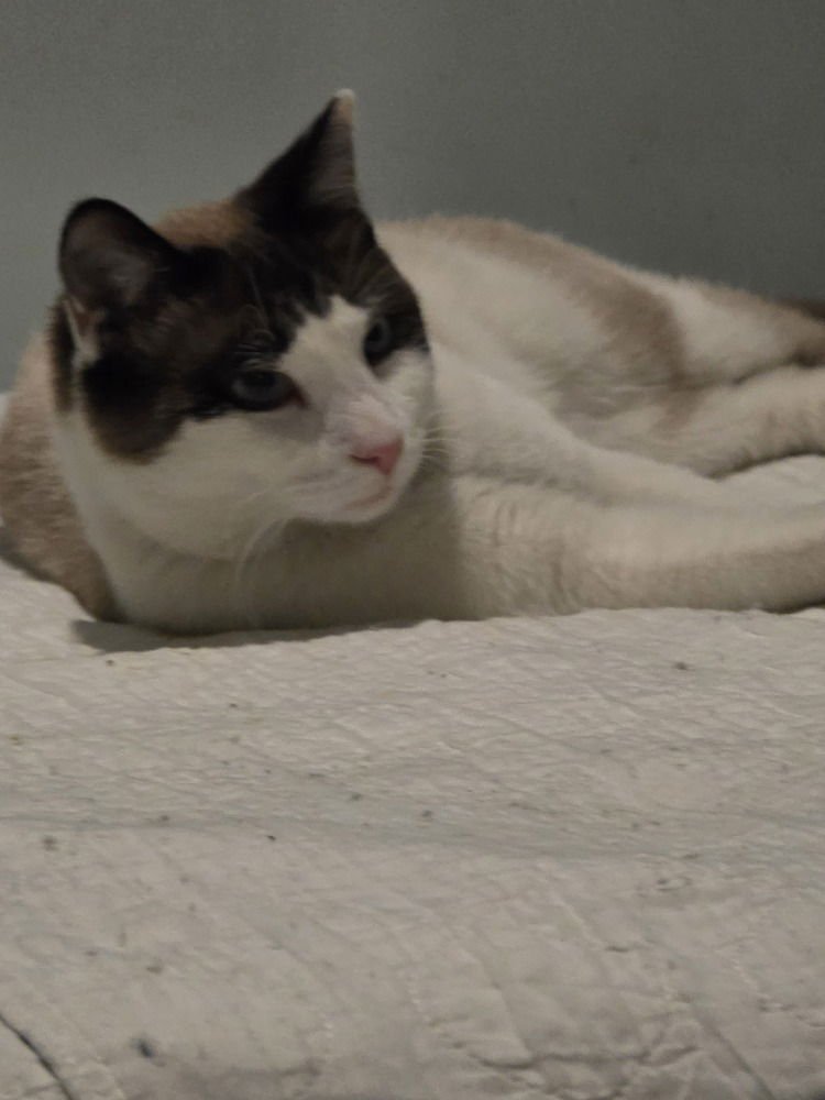 MeiSu (Aka Taunus) - Photo 3