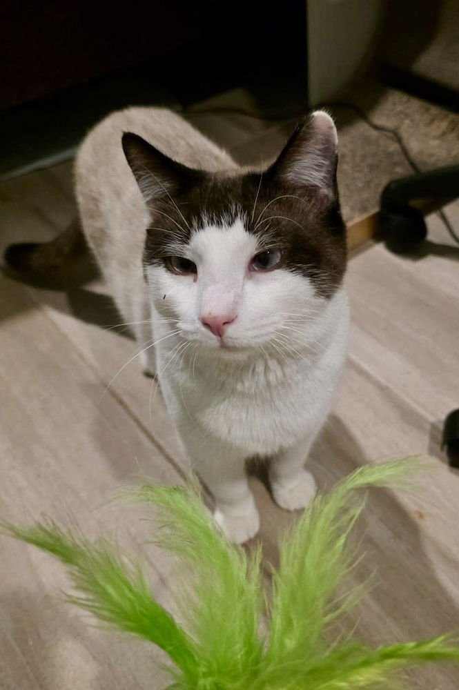 MeiSu (Aka Taunus) - Photo 4