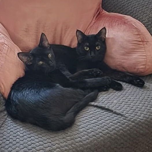 SHURI (AKA GOOSE) - Domestic Short Hair available for adoption