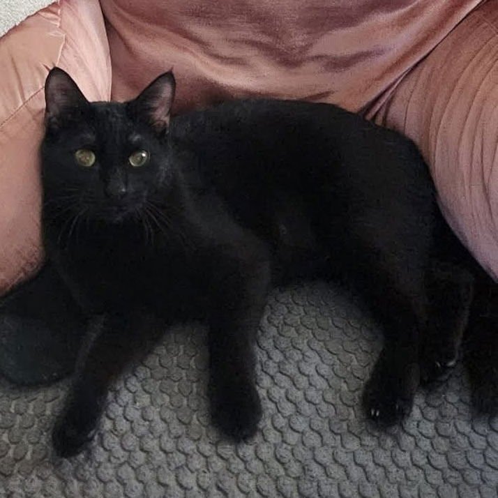 SHURI (AKA GOOSE) - Domestic Short Hair available for adoption