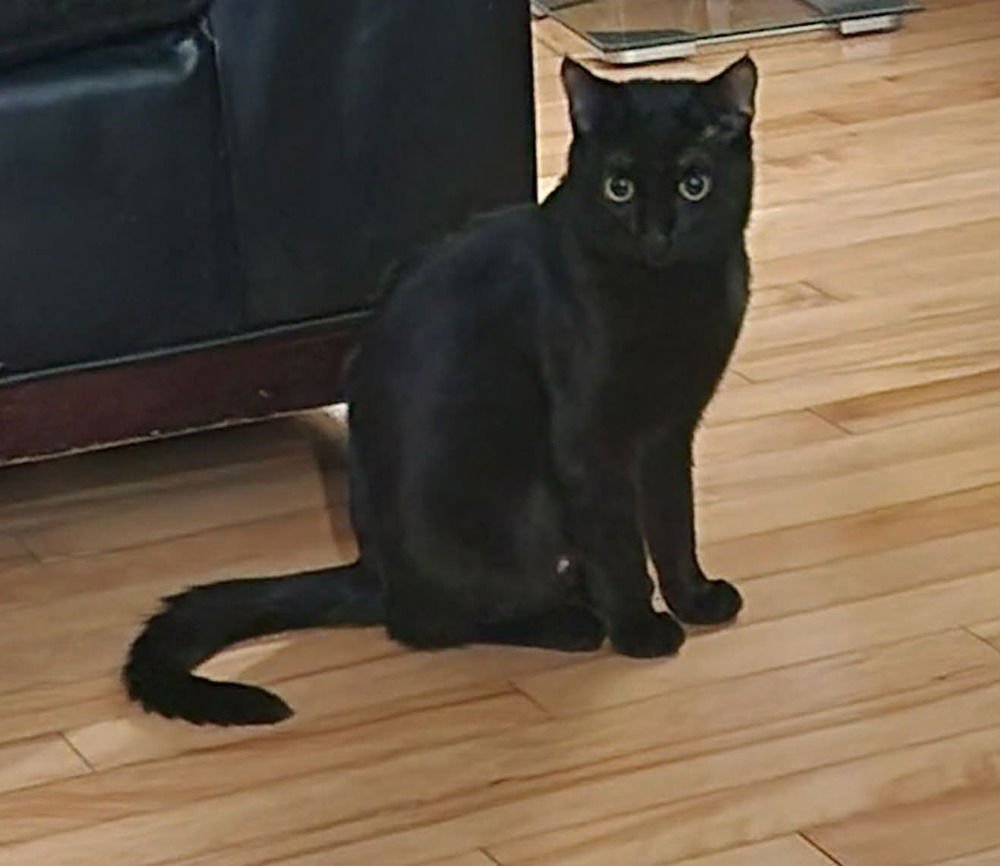 Shuri (aka Goose) - Photo 3