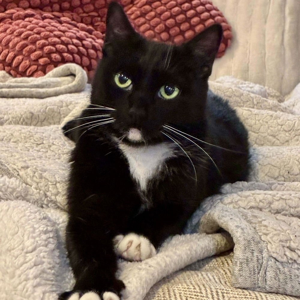 SCARLET - Domestic Short Hair available for adoption