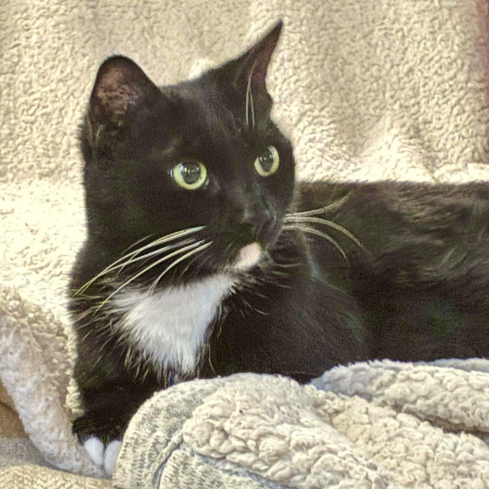 SCARLET - Domestic Short Hair available for adoption