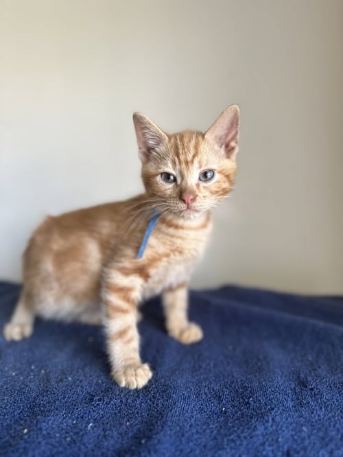 MEGA REX - Domestic Short Hair available for adoption