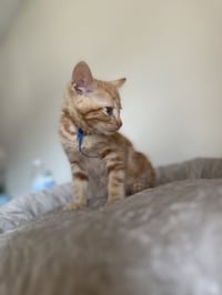 Mega Rex - Photo 2