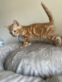 Mega Rex - Photo 3