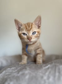 Mega Rex - Photo 4