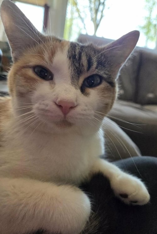 MAXINE - Calico available for adoption
