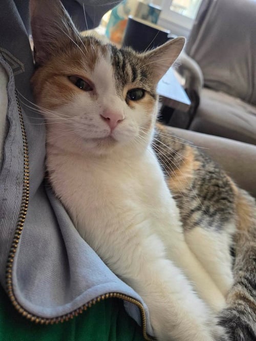 MAXINE - Calico available for adoption