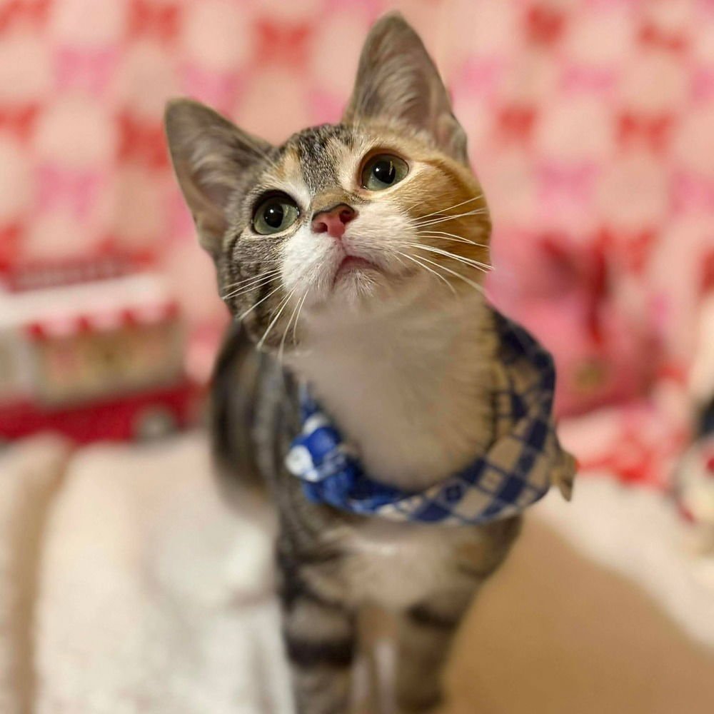 CRICKET - Domestic Short Hair available for adoption