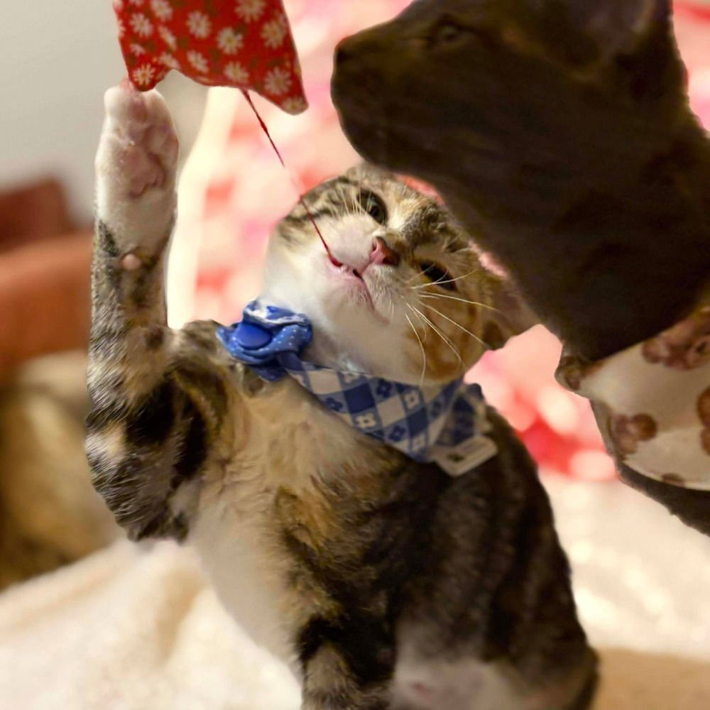 CRICKET - Domestic Short Hair available for adoption