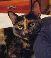 Mocha - Photo 1