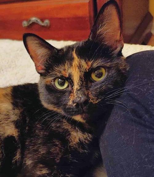 MOCHA - Domestic Short Hair available for adoption