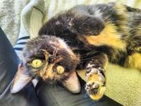 Mocha - Photo 2