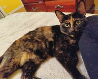 Mocha - Photo 3