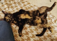 Mocha - Photo 4