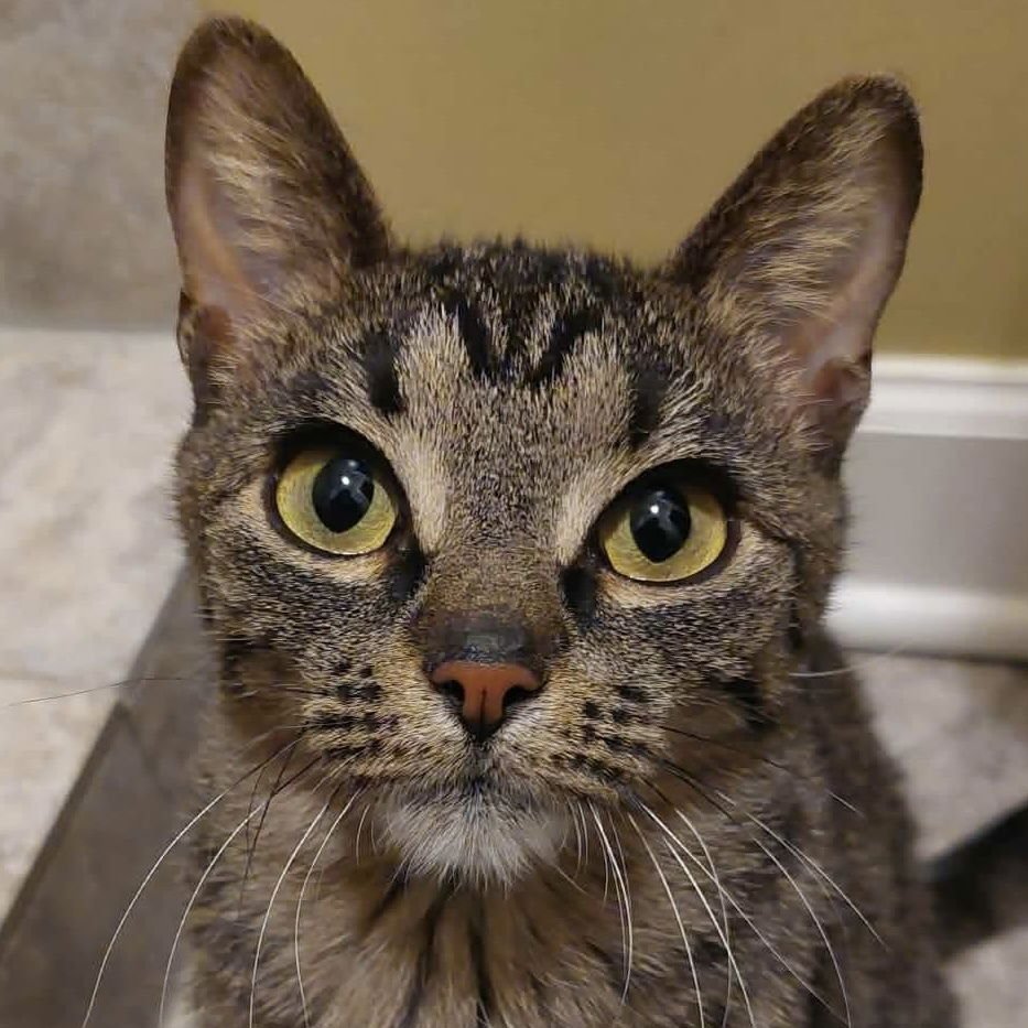 PALOMA - Domestic Short Hair available for adoption