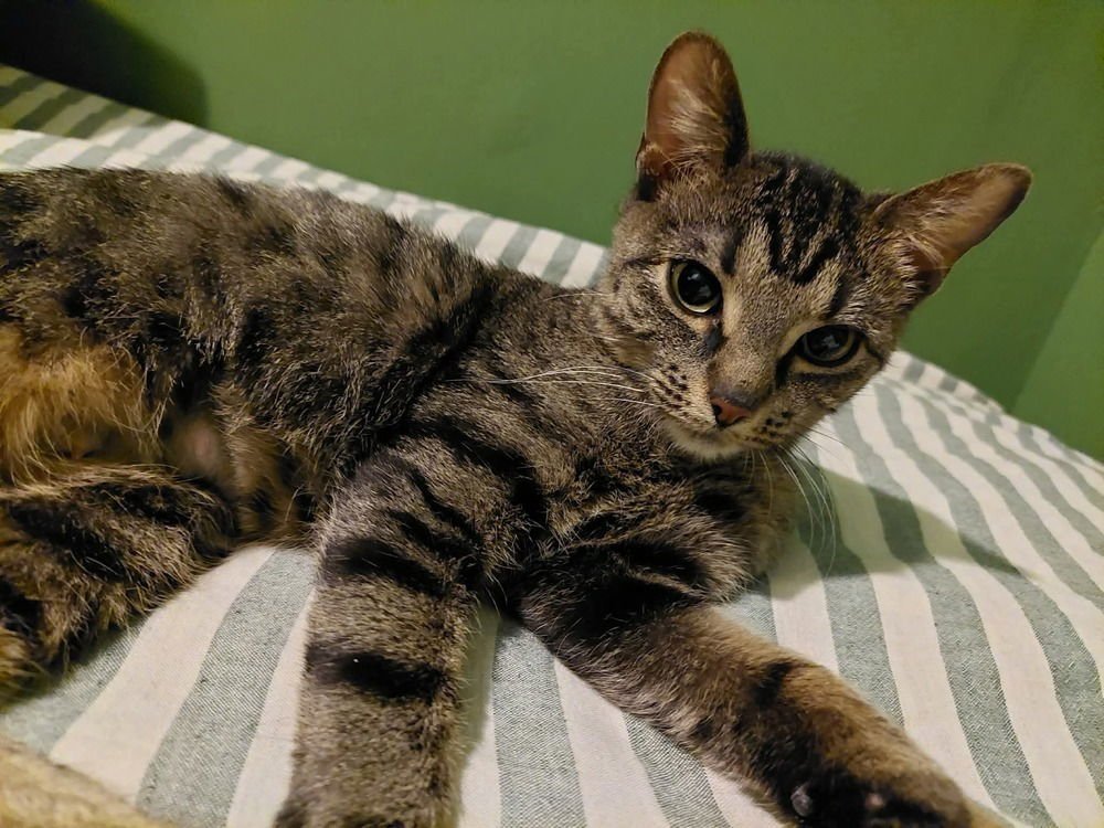 PALOMA - Domestic Short Hair available for adoption