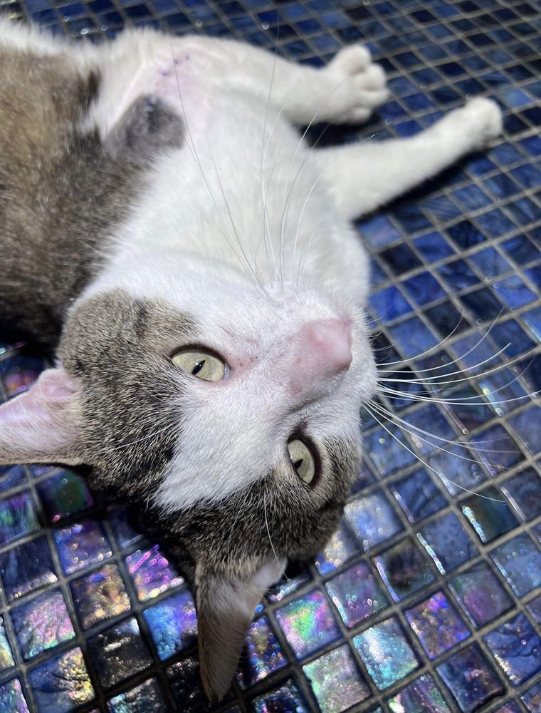 BERNIE - Domestic Short Hair available for adoption