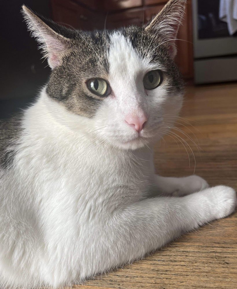 BERNIE - Domestic Short Hair available for adoption