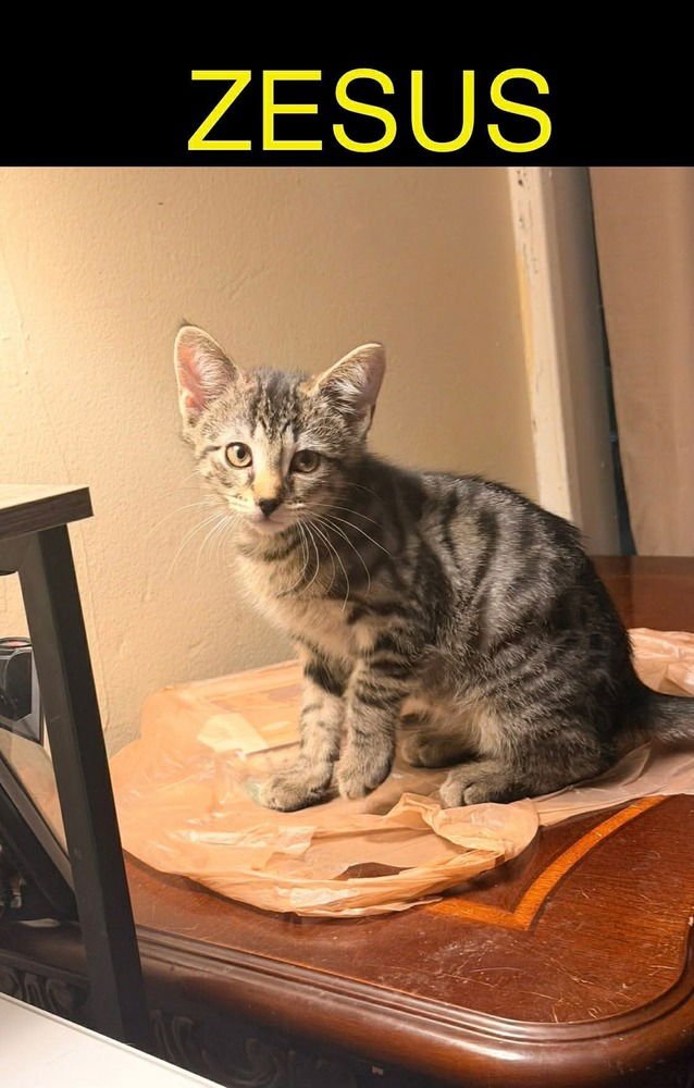 ZEUS - Domestic Short Hair available for adoption